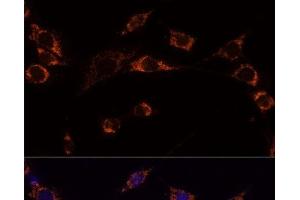 Immunofluorescence analysis of NIH-3T3 cells using PRDX3 Polyclonal Antibody at dilution of 1:100 (40x lens). (Peroxiredoxin 3 抗体)