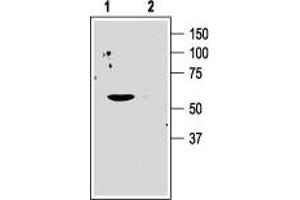 Western blot analysis of human Jurkat T cells: - 1. (KCNA3 抗体  (Extracellular Loop))