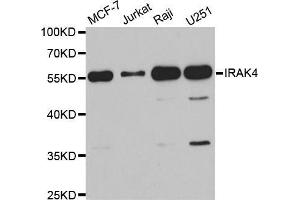 Western blot analysis of extracts of various cell lines, using IRAK4 antibody. (IRAK4 抗体  (AA 1-220))