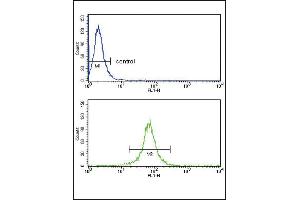 KIR2DL4 Antibody (C-term) (ABIN652985 and ABIN2842625) flow cytometry analysis of MDA-M cells (bottom histogram) compared to a negative control cell (top histogram). (KIR2DL4/CD158d 抗体  (C-Term))