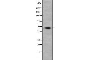 Western blot analysis of GNA13 expression in HepG2 cell lysate,The lane on the left is treated with the antigen-specific peptide. (GNA13 抗体  (N-Term))