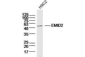 H9C2 lysates probed with EMID2 Polyclonal Antibody, Unconjugated  at 1:300 dilution and 4˚C overnight incubation. (Collagen, Type XXVI, alpha 1 (COL26A1) (AA 65-165) 抗体)