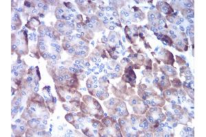 Immunohistochemical analysis of paraffin-embedded pancreas tissues using CTSD mouse mAb with DAB staining. (Cathepsin D 抗体  (AA 1-100))