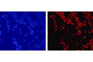 Immunofluorescence analysis of 293T cells using TriMethyl-Histone H3-K79 Polyclonal Antibody