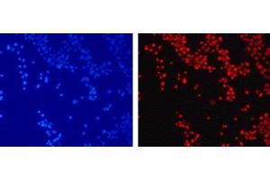 Immunofluorescence analysis of 293T cells using TriMethyl-Histone H3-K79 Polyclonal Antibody (Histone 3 抗体  (3meLys79))