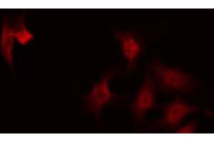 ABIN6268736 staining 293 by IF/ICC. (RUNX3 抗体  (Internal Region))