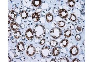Immunohistochemical staining of paraffin-embedded Kidney tissue using anti-BHMT mouse monoclonal antibody. (BHMT 抗体)
