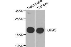 Western blot analysis of extracts of mouse eye and rat eye  cell lines, using OPA3 antibody. (OPA3 抗体)