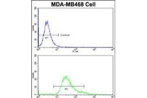 Flow cytometric analysis of MDA-MB468 cells using HSPC142 Antibody (bottom histogram) compared to a negative control cell (top histogram)FITC-conjugated goat-anti-rabbit secondary antibodies were used for the analysis. (BRISC and BRCA1 A Complex Member 1 (BABAM1) (AA 116-143) 抗体)