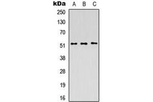 Western blot analysis of PICK1 expression in HEK293T (A), Raw264. (PICK1 抗体  (C-Term))
