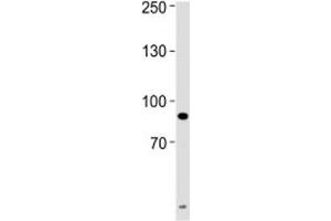 UHRF1 antibody western blot analysis of HeLa lysate. (UHRF1 抗体  (AA 229-257))