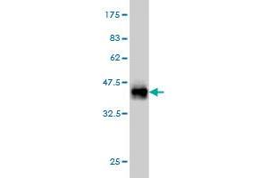 Western Blot detection against Immunogen (36. (THNSL1 抗体  (AA 151-250))