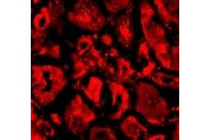 Immunofluorescence (IF) image for anti-SKIP (C-Term) antibody (ABIN1030669) (SKIP (C-Term) 抗体)