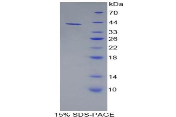 Alpha-amylase 1 蛋白