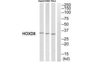 Western blot analysis of extracts from HepG2 cells, K562 cells and HeLa cells, using HOXD8 antibody. (HOXD8 抗体  (C-Term))