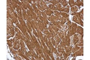 IHC-P Image MIPP antibody [C1C3] detects MIPP protein at cytoplasm in mouse heart by immunohistochemical analysis. (MINPP1 抗体)