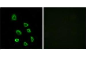 Immunofluorescence (IF) image for anti-Olfactory Receptor, Family 5, Subfamily K, Member 1 (OR5K1) (AA 56-105) antibody (ABIN2891029) (OR5K1 抗体  (AA 56-105))