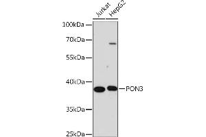 Western blot analysis of extracts of various cell lines, using PON3 Rabbit pAb (ABIN7269174) at 1:1000 dilution. (PON3 抗体  (AA 250-350))