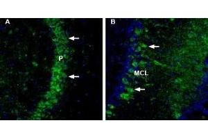Expression of NCAM2 in mouse brainImmunohistochemical staining of mouse free-floating frozen brain sections using Anti-NCAM2 (extracellular) Antibody (ABIN7043352, ABIN7044688 and ABIN7044689). (Neural Cell Adhesion Molecule 2 (NCAM2) Peptide)