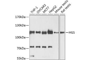 Western blot analysis of extracts of various cell lines, using HGS antibody (ABIN6131749, ABIN6141748, ABIN6141749 and ABIN6218898) at 1:3000 dilution. (HGS 抗体  (AA 548-777))