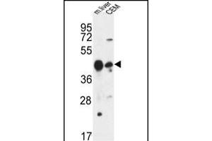PLA1A Antibody (Center) (ABIN653501 and ABIN2842910) western blot analysis in mouse liver tissue and CEM cell line lysates (35 μg/lane). (PLA1A 抗体  (AA 329-358))