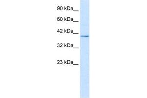 Western Blotting (WB) image for anti-Nucleobindin 2 (NUCB2) antibody (ABIN2461367) (NUCB2 抗体)