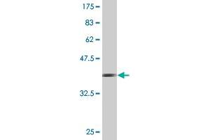 Western Blot detection against Immunogen (36. (PCDHA7 抗体  (AA 143-241))