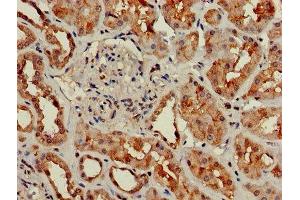 Immunohistochemistry of paraffin-embedded human kidney tissue using ABIN7154672 at dilution of 1:100 (GNG4 抗体  (AA 1-72))