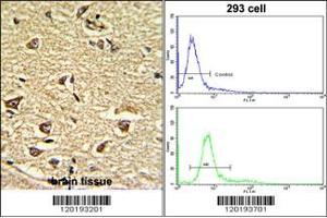 (LEFT)Formalin-fixed and paraffin-embedded human brain tissue reacted with NU Antibody (N-term), which was peroxidase-conjugated to the secondary antibody, followed by DAB staining. (NUP155 抗体  (N-Term))