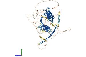 Protein Structure (PS) image for Retinitis Pigmentosa GTPase Regulator Interacting Protein 1 (RPGRIP1) (AA 1-1331) protein (His tag) (ABIN7565026)