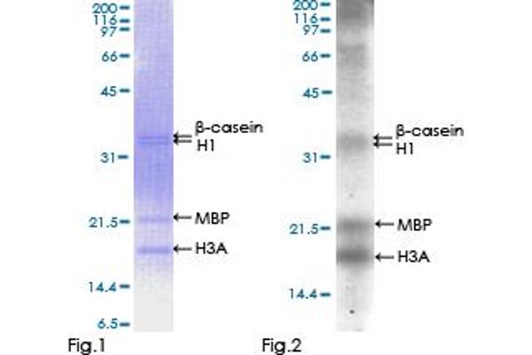 Aurora A Protein (AA 1-403) (GST tag)