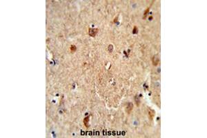 Formalin-fixed and paraffin-embedded human brain tissue reacted with CES7 Antibody (Center), which was peroxidase-conjugated to the secondary antibody, followed by DAB staining. (CES5A 抗体  (Middle Region))