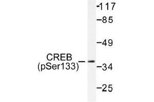 Image no. 1 for anti-cAMP Responsive Element Binding Protein 1 (CREB1) (pSer133) antibody (ABIN318001) (CREB1 抗体  (pSer133))