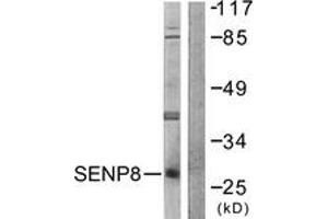 Western Blotting (WB) image for anti-SUMO/sentrin Specific Peptidase Family Member 8 (SENP8) (AA 161-210) antibody (ABIN2879131) (SENP8 抗体  (AA 161-210))