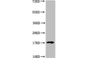 Western Blot Positive WB detected in: HEK293 whole cell lysate All lanes: LGALS14 antibody at 3. (LGALS14 抗体  (AA 31-139))