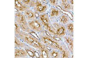 Immunohistochemistry of paraffin-embedded rat kidney using Folate Binding Protein(FBP) / FOLR1 Rabbit mAb (ABIN7267223) at dilution of 1:100 (40x lens). (FOLR1 抗体)