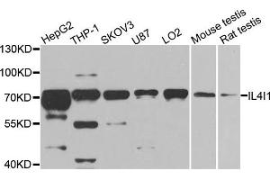 Western blot analysis of extracts of various cell lines, using IL4I1 antibody. (IL4I1 抗体)