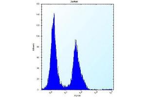 Flow cytometric analysis of Jurkat cells using PODNL1 Antibody (Center) Cat. (PODNL1 抗体  (Middle Region))