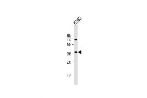Western Blot at 1:1000 dilution + K562 whole cell lysate Lysates/proteins at 20 ug per lane. (Biliverdin Reductase 抗体  (C-Term))