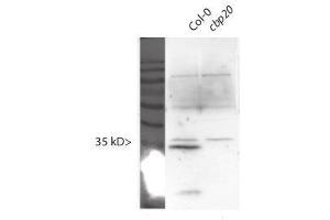 Western Blotting (WB) image for anti-Nuclear Cap Binding Protein Subunit 2 (NCBP2) antibody (ABIN1720790) (NCBP2 抗体)