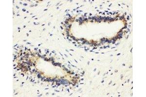 anti-Major Histocompatibility Complex, Class II, DM beta (HLA-DMB) (AA 81-100), (Middle Region) antibody