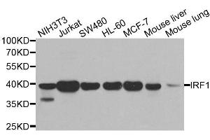 Western blot analysis of extracts of various cell lines, using IRF1 antibody (ABIN5995375) at 1/500 dilution. (IRF1 抗体)
