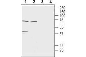 Western blot analysis of rat brain lysate (lanes 1 and 3) and rat testis membranes (lanes 2 and 4): - 1,2. (SLC16A7 抗体  (C-Term, Intracellular))