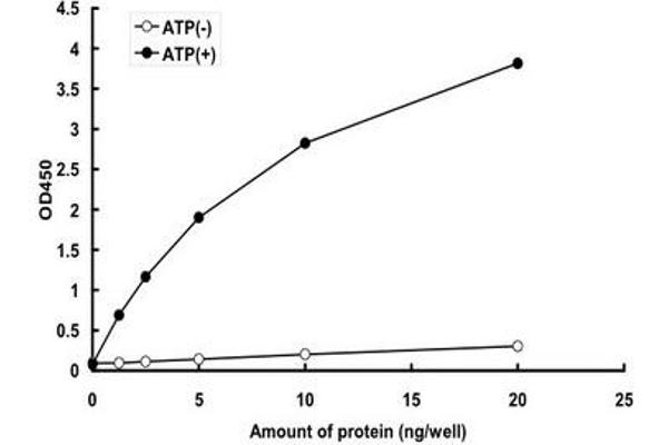 BRAF Protein (AA 433-726) (GST tag)