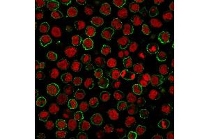 Immunofluorescence staining of Raji cells usin CD20 Mouse Monoclonal Antibody (MS4A1/3409) followed by goat anti-Mouse IgG conjugated to CF488 (green).