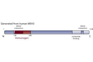 Image no. 3 for anti-MutS Homolog 3 (MSH3) (AA 136-349) antibody (ABIN968513) (MSH3 抗体  (AA 136-349))