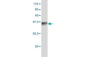 Western Blotting (WB) image for anti-BCL2-Associated Athanogene (BAG1) (AA 241-345) antibody (ABIN560026)