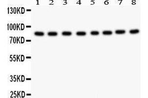 Western Blotting (WB) image for anti-B-Raf proto-oncogene, serine/threonine kinase (BRAF) (AA 38-230) antibody (ABIN3043761) (BRAF 抗体  (AA 38-230))