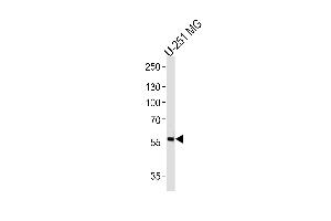 Western blot analysis of lysate from U-251 MG cell line, using PHF17 Antibody at 1:1000 at each lane. (PHF17 抗体  (N-Term))
