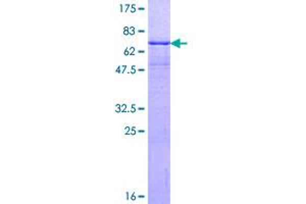 MFAP3 Protein (AA 1-362) (GST tag)